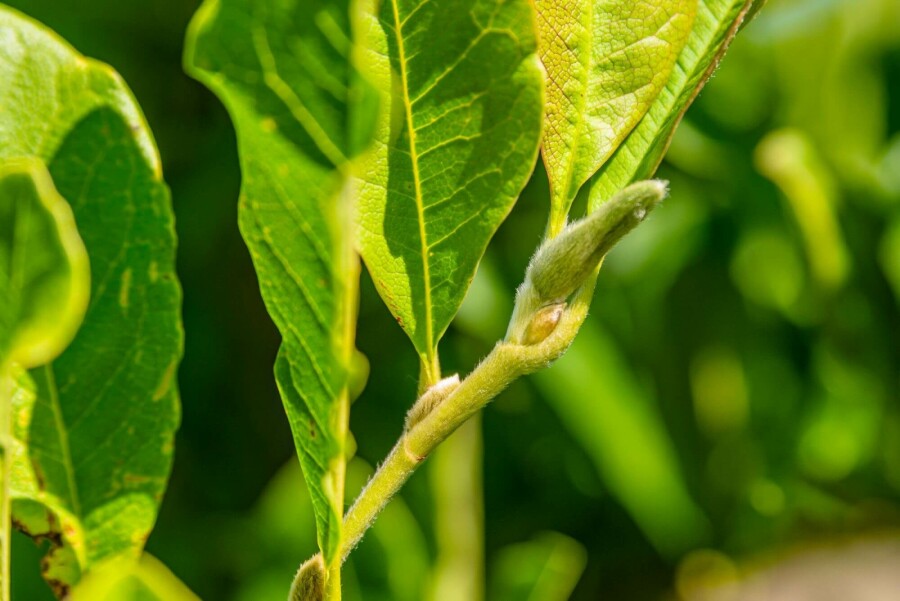 Stern-Magnolie Magnolia stellata Strauch 80-100 T Magnolia stellata Strauch 80-100