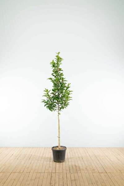 Magnolie Magnolia 'Susan' Hochstamm Stammumfang 8-10 T Magnolia 'Susan' Hochstamm 8/10