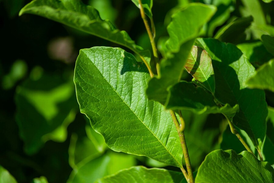 Magnolie Magnolia 'Susan' Hochstamm Stammumfang 8-10 T Magnolia 'Susan' Hochstamm 8/10