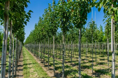 Magnolie Magnolia 'Susan' Hochstamm Stammumfang 8-10 T Magnolia 'Susan' Hochstamm 8/10