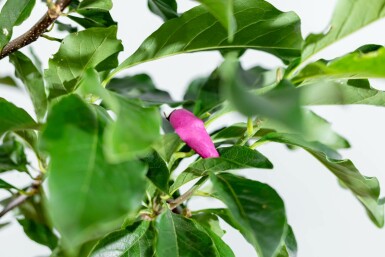 Magnolie Magnolia 'Susan' Hochstamm Stammumfang 8-10 T Magnolia 'Susan' Hochstamm 8/10