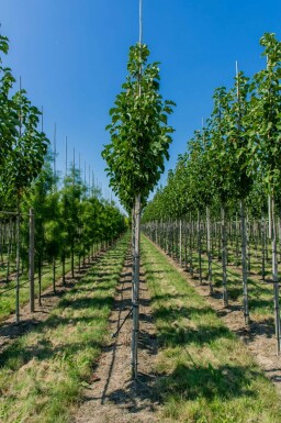 Magnolie Magnolia 'Susan' Hochstamm Stammumfang 8-10 T Magnolia 'Susan' Hochstamm 8/10