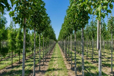 Magnolie Magnolia 'Susan' Hochstamm Stammumfang 8-10 T Magnolia 'Susan' Hochstamm 8/10