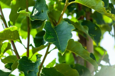 Magnolie Magnolia 'Susan' Hochstamm Stammumfang 8-10 T Magnolia 'Susan' Hochstamm 8/10