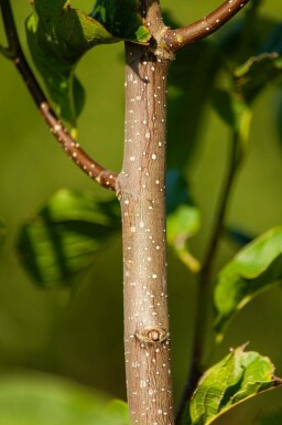 Magnolie Magnolia 'Susan' Hochstamm Stammumfang 8-10 T Magnolia 'Susan' Hochstamm 8/10