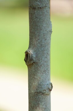 Magnolie Magnolia 'Susan' Hochstamm Stammumfang 8-10 T Magnolia 'Susan' Hochstamm 8/10