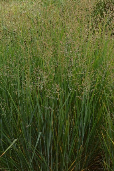 Ruten Hirse Panicum virgatum 'Prairy Sky' 5-10 Topf 9x9 cm (P9) Panicum virgatum 'Prairy Sky'