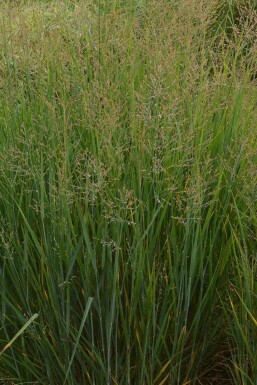 Ruten Hirse Panicum virgatum 'Prairy Sky' 5-10 Topf 9x9 cm (P9) Panicum virgatum 'Prairy Sky'