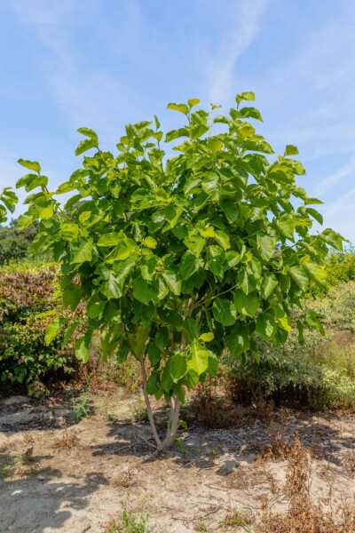 Magnolie Magnolia 'Susan' Mehrstämmig 200-250 T Magnolia 'Susan' Mehrstämmig 200-250