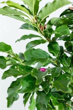 Magnolie Magnolia 'Susan' Halbstamm Magnolia 'Susan' Halbstamm