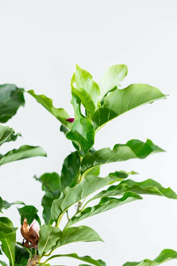 Magnolie Magnolia 'Susan' Halbstamm Stammhöhe 120 T Magnolia 'Susan' Halbstamm 120cm Stamm