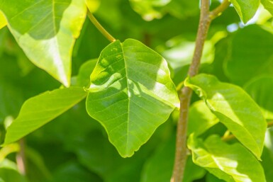 Magnolie Magnolia 'Susan' Halbstamm Stammhöhe 120 T Magnolia 'Susan' Halbstamm 120cm Stamm