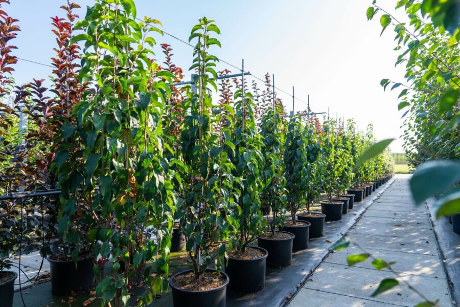 Zier-Apfel Malus baccata 'Street Parade' Mehrstämmig 350-400 T Malus baccata 'Street Parade' Mehrstämmig 350-400