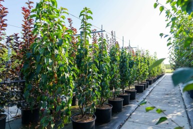 Zier-Apfel Malus baccata 'Street Parade' Mehrstämmig 350-400 T Malus baccata 'Street Parade' Mehrstämmig 350-400