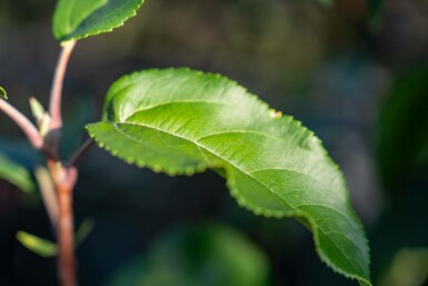 Zier-Apfel Malus baccata 'Street Parade' Mehrstämmig 350-400 T Malus baccata 'Street Parade' Mehrstämmig 350-400