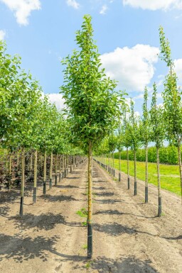 Malus 'Elstar' Malus domestica 'Elstar' Malus domestica 'Elstar'