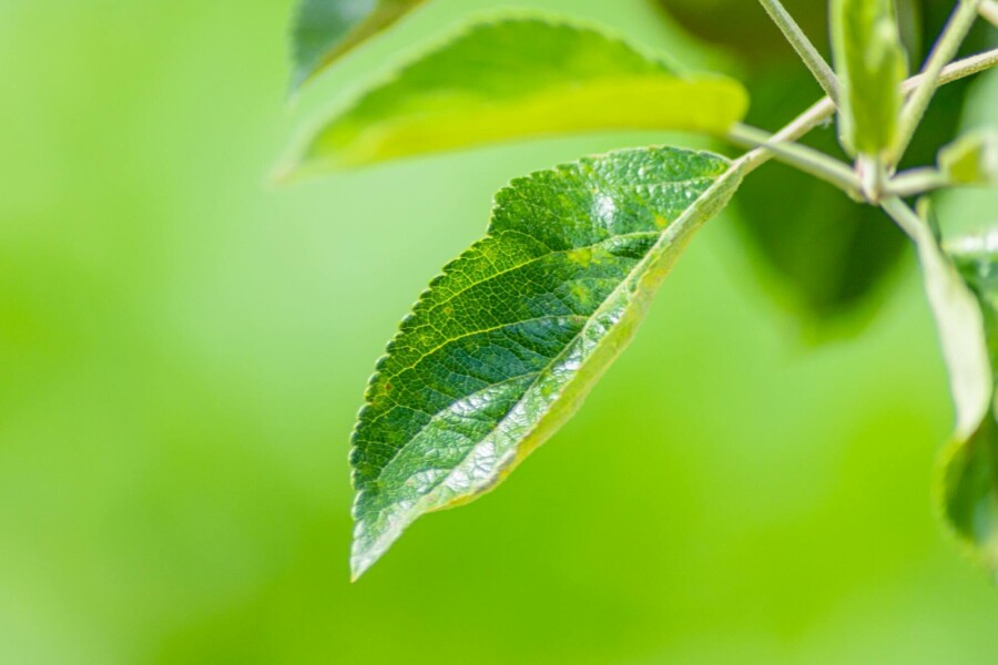 Malus 'Elstar' Malus domestica 'Elstar' Hochstamm Stammumfang 18-20 T Malus domestica 'Elstar' Hochstamm 18/20