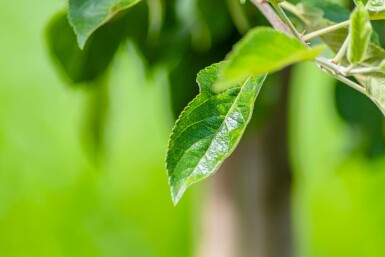 Malus 'Elstar' Malus domestica 'Elstar' Hochstamm Stammumfang 18-20 T Malus domestica 'Elstar' Hochstamm 18/20