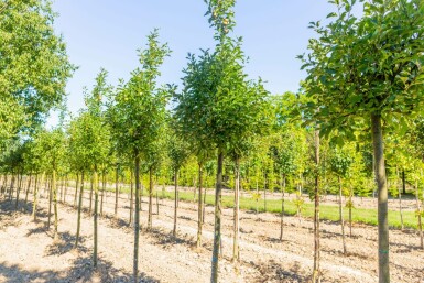 Malus 'Golden Delicious' Malus domestica 'Golden Delicious' Hochstamm Malus domestica 'Golden Delicious' Hochstamm