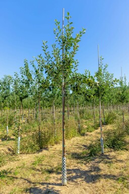 Apfel Malus domestica 'James Grieve' Malus domestica 'James Grieve'
