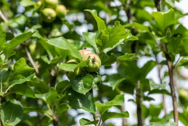Apfel Malus domestica 'James Grieve' Malus domestica 'James Grieve'