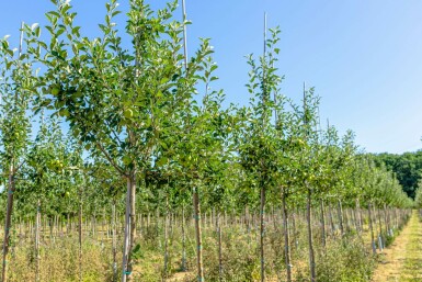 Apfel Malus domestica 'James Grieve' Hochstamm Malus domestica 'James Grieve' Hochstamm