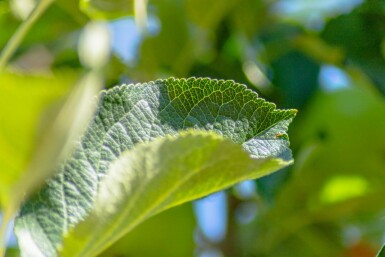 Apfel Malus domestica 'James Grieve' Hochstamm Stammumfang 10-12 T Malus domestica 'James Grieve' Hochstamm 10/12