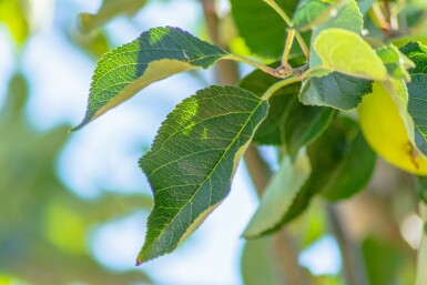 Apfel Malus domestica 'James Grieve' Hochstamm Stammumfang 10-12 T Malus domestica 'James Grieve' Hochstamm 10/12