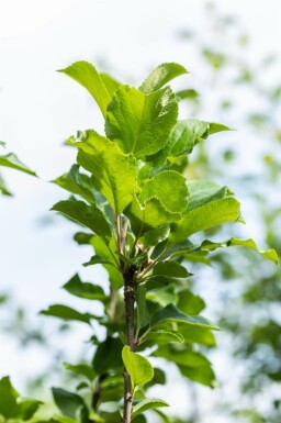 Apfel Malus domestica 'James Grieve' Hochstamm Stammumfang 10-12 T Malus domestica 'James Grieve' Hochstamm 10/12