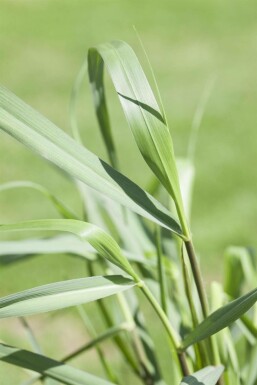 Rutenhirse Panicum virgatum 'Squaw' 5-10 Topf 9x9 cm (P9) Panicum virgatum 'Squaw'