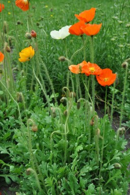 Island-Mohn Papaver nudicaule 'Gartenzwerg' 5-10 Topf 9x9 cm (P9)