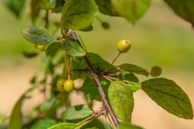 Japanischer Wildapfel Malus floribunda Malus floribunda