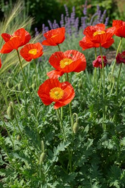 Papaver nudicaule 'Matador'