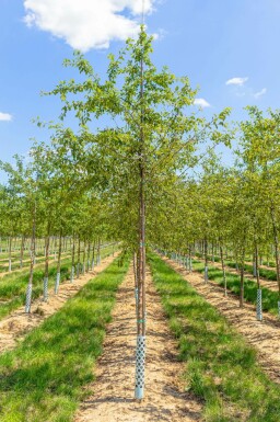 Japanischer Wildapfel Malus floribunda Hochstamm Malus floribunda Hochstamm