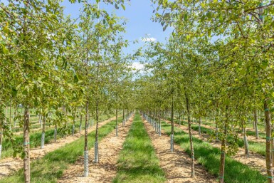 Japanischer Wildapfel Malus floribunda Hochstamm Malus floribunda Hochstamm
