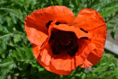 Orientalischer Mohn Papaver orientale 'Allegro' 5-10 Topf 9x9 cm (P9)