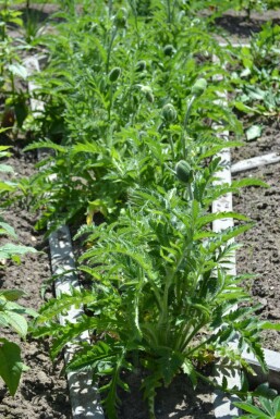 Orientalischer Mohn Papaver orientale 'Allegro' 5-10 Topf 9x9 cm (P9)