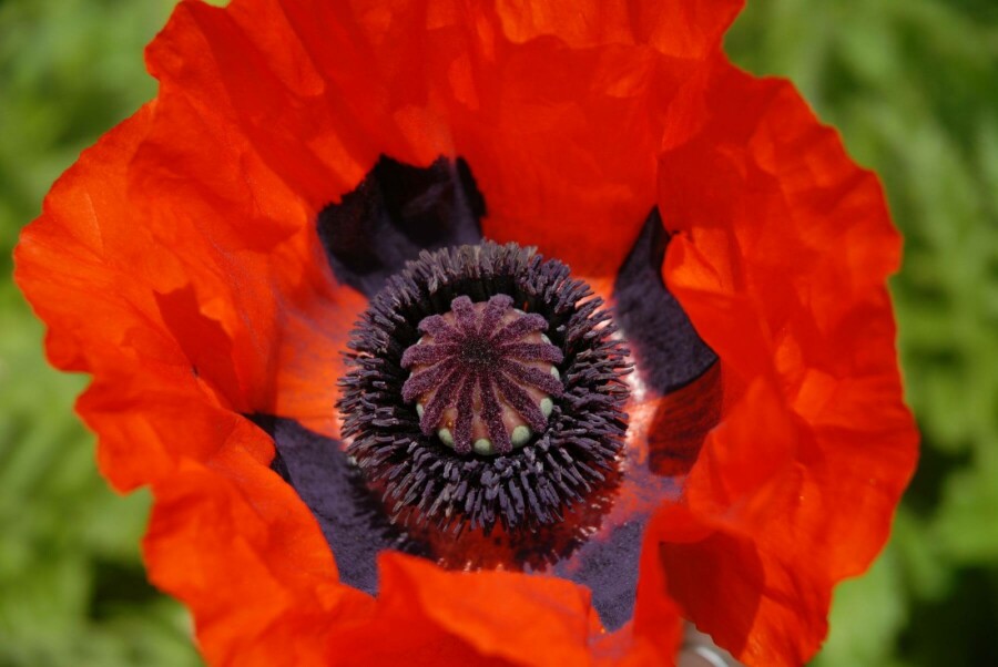 Orientalischer Mohn Papaver orientale 'Brilliant' 5-10 Topf 9x9 cm (P9) Papaver orientale 'Brilliant'