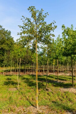 Zier-Apfel Malus tschonoskii Malus tschonoskii