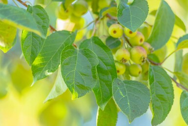 Zier-Apfel Malus tschonoskii Malus tschonoskii