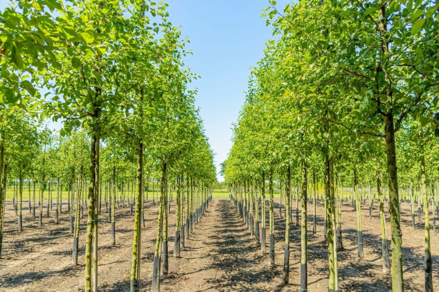 Zier-Apfel Malus 'Evereste' Hochstamm Stammumfang 4-6 T Malus 'Evereste' Hochstamm 4/6