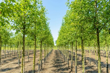 Zier-Apfel Malus 'Evereste' Hochstamm Stammumfang 4-6 T Malus 'Evereste' Hochstamm 4/6