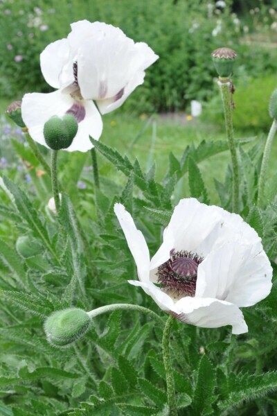 Orientalischer Mohn Papaver orientale 'Royal Wedding' 5-10 Topf 9x9 cm (P9) Papaver orientale 'Royal Wedding'
