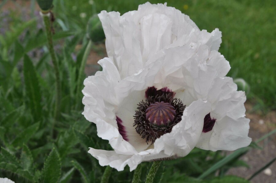 Orientalischer Mohn Papaver orientale 'Royal Wedding' 5-10 Topf 9x9 cm (P9) Papaver orientale 'Royal Wedding'
