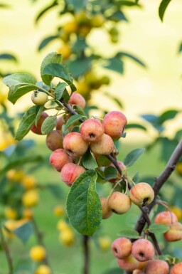 Zier-Apfel Malus 'Evereste' Mehrstämmig 150-175 T Malus 'Evereste' Mehrstämmig 150-175