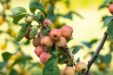 Zier-Apfel Malus 'Evereste' Mehrstämmig 150-175 T Malus 'Evereste' Mehrstämmig 150-175