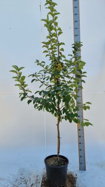 Zier-Apfel Malus 'Evereste' Halbstamm Malus 'Evereste' Halbstamm