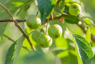 Zier-Apfel Malus 'Evereste' Halbstamm Malus 'Evereste' Halbstamm
