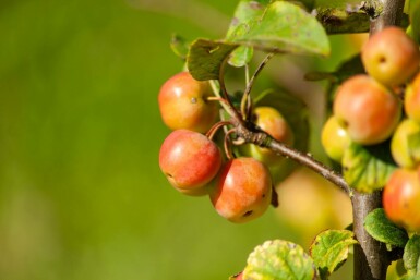 Zier-Apfel Malus 'Evereste' Strauch 80-100 T Malus 'Evereste' Strauch 80-100