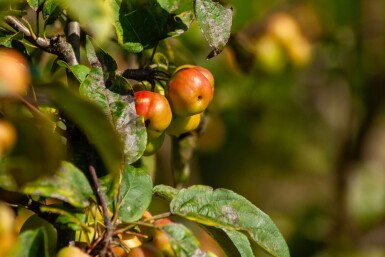 Zier-Apfel Malus 'Evereste' Strauch 80-100 T Malus 'Evereste' Strauch 80-100